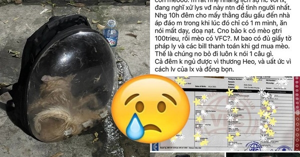 Chú mèo giá 80 triệu chết ngạt sau 5 tiếng trong cốp xe vận chuyển, thái độ của lái xe gây bức xúc khiến chủ mèo phải báo công an