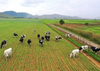 Vinamilk tìm động lực từ các dự án mới?
