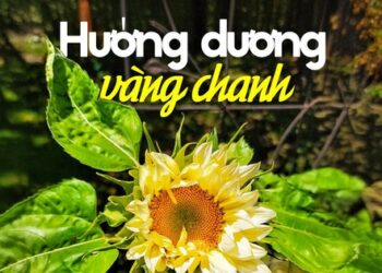 Hoa hướng dương nhụy xanh được ví như kem chanh mùa hè, giá chưa đến 100.000 đồng/bó khiến hội chị em mê mẩn