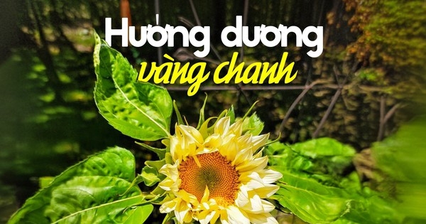 Hoa hướng dương nhụy xanh được ví như kem chanh mùa hè, giá chưa đến 100.000 đồng/bó khiến hội chị em mê mẩn