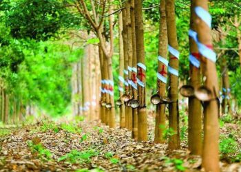 Lãnh đạo Cao su Phước Hoà: Có thể chuyển đổi khoảng 10.900 ha đất cao su