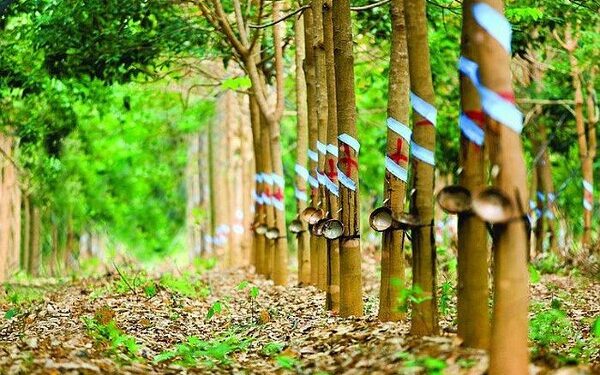 Lãnh đạo Cao su Phước Hoà: Có thể chuyển đổi khoảng 10.900 ha đất cao su