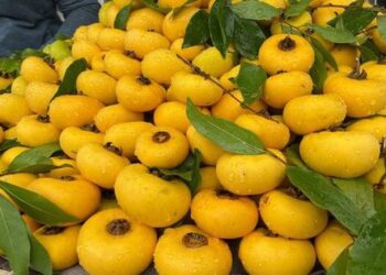 Khách lùng mua, thị sáp đầu mùa giá siêu đắt vẫn ‘cháy hàng’