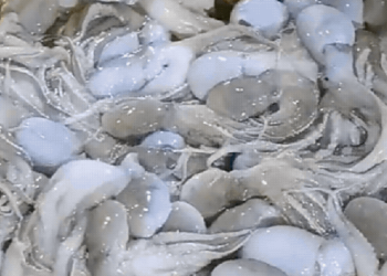 Ghé chợ đầu mối hải sản lớn ở Hải Phòng: Mở từ 1h sáng, cá tôm, cua mực nhảy tanh tách không thiếu thứ gì