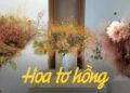 Kỳ lạ loài hoa như mái tóc rối khiến khách hàng nữ lùng mua bằng được: Giá rẻ nhưng cắm lên bình “nghệ” vô cùng