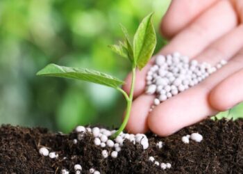 Doanh nghiệp phân bón tìm đường mở rộng thị phần NPK khi thị trường urê bão hòa