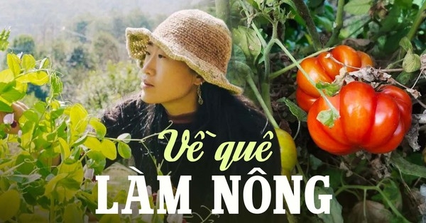 Cô gái 33 tuổi về quê làm ruộng: Tự do cả về vật chất lẫn tinh thần