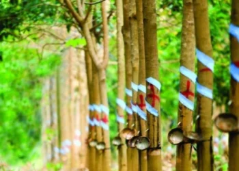 Lợi nhuận công ty mẹ Cao su Phước Hoà giảm 77% trong quý II