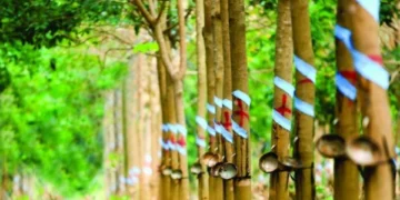 Lợi nhuận công ty mẹ Cao su Phước Hoà giảm 77% trong quý II
