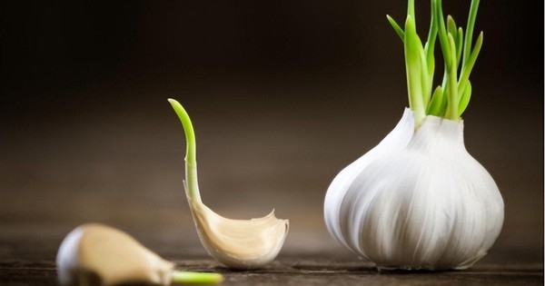 “Tại sao tỏi đặt ở siêu thị lâu ngày không sao nhưng mua về nhà lại nảy mầm ồ ạt sau vài hôm?”: Hóa ra lý do là đây