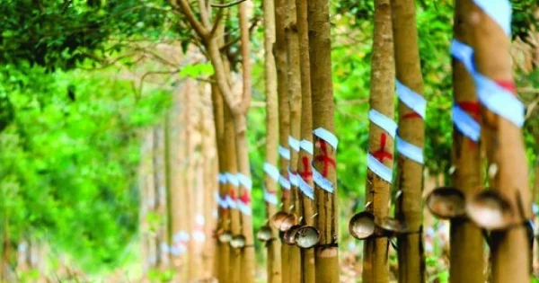 Lợi nhuận công ty mẹ Cao su Phước Hoà giảm 77% trong quý II