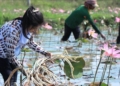 Ngó sen là bộ phận nào của cây sen?