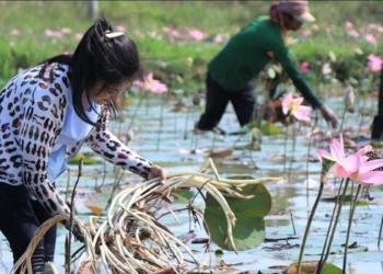 Ngó sen là bộ phận nào của cây sen?