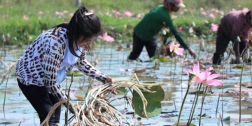 Ngó sen là bộ phận nào của cây sen?