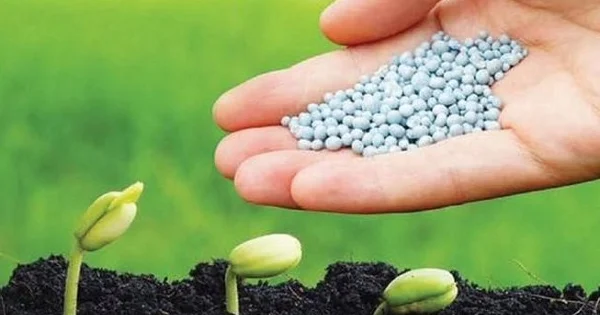 Doanh nghiệp phân bón lãi đậm, kỳ vọng vào thuế VAT